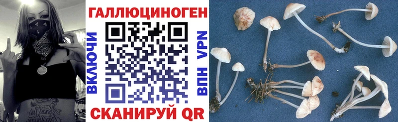Галлюциногенные грибы Psilocybine cubensis Урень